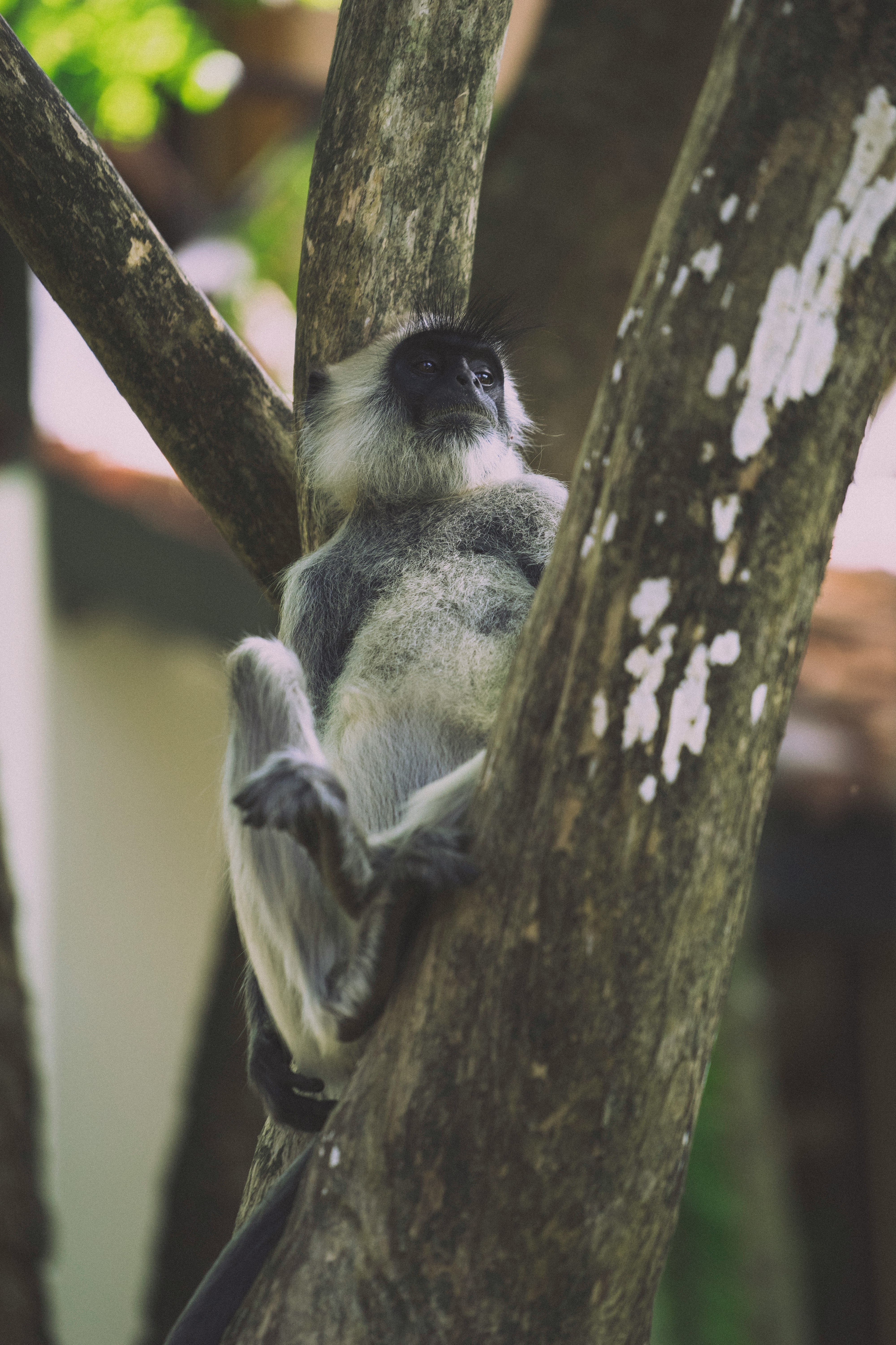 black and white monkey on tree